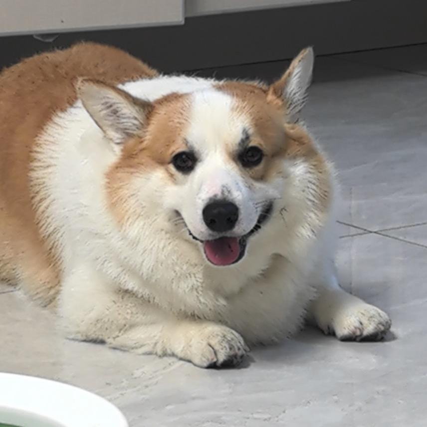 糯米小短腿