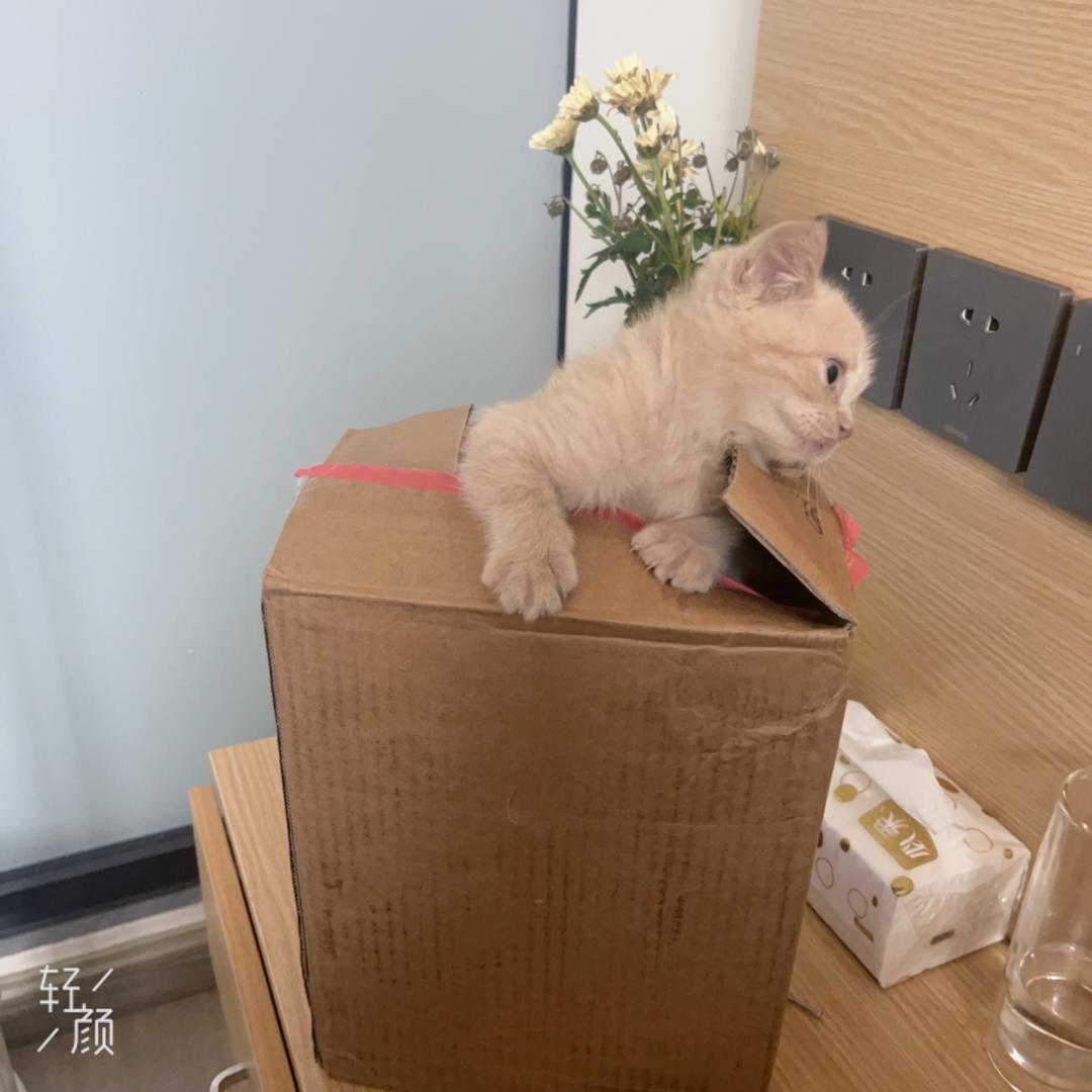 元宝是只喵😺