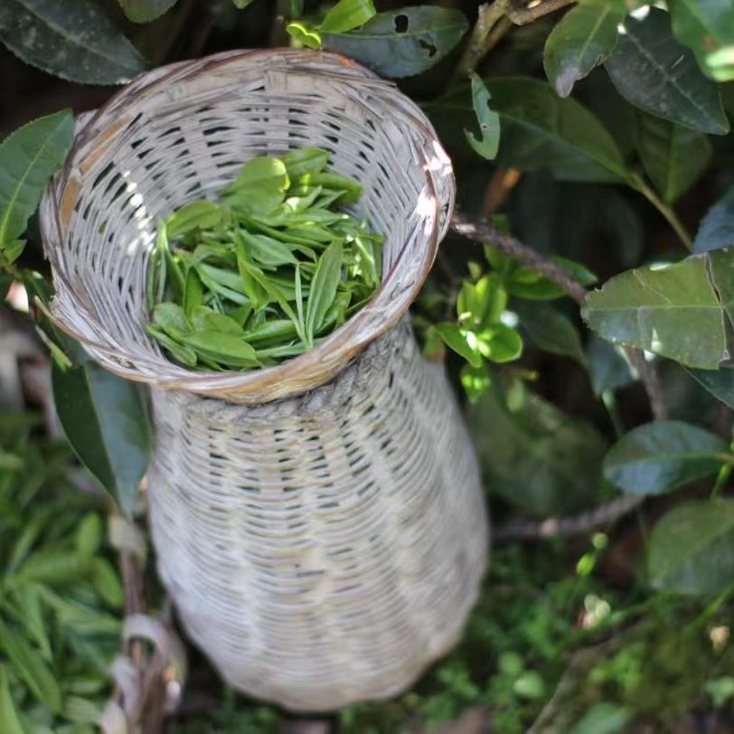 初喜贡茶