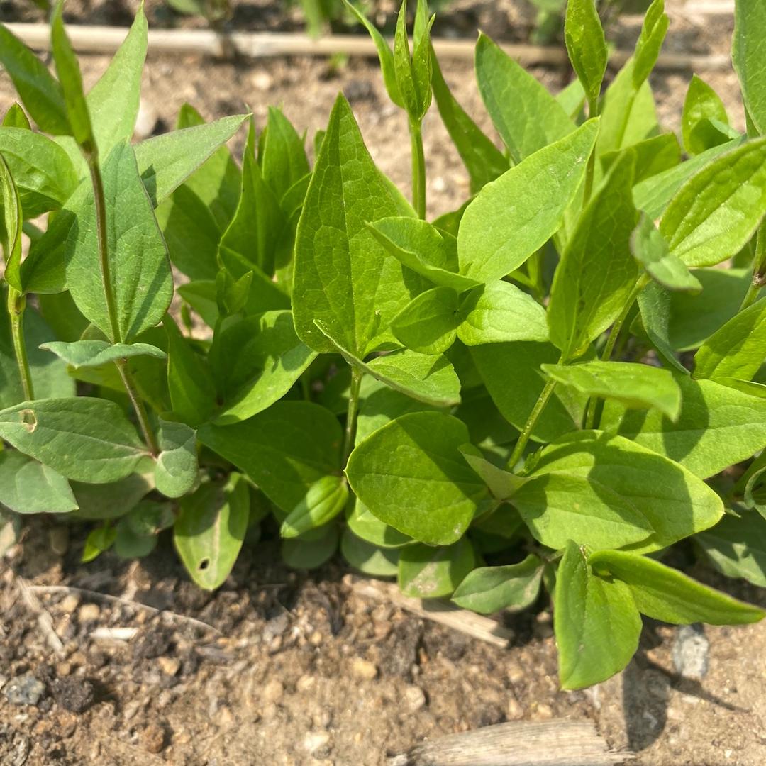 威灵仙种植基地（同款工具在商品橱窗里）