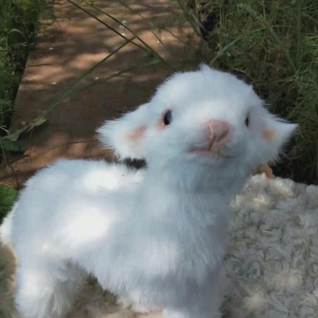 ૮꒰˶•༝•˶꒱ა ♡