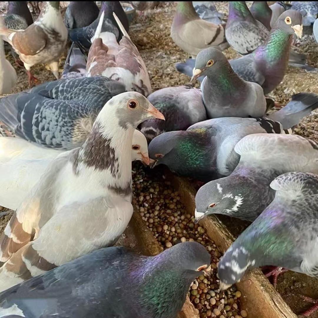 农家散养土特产