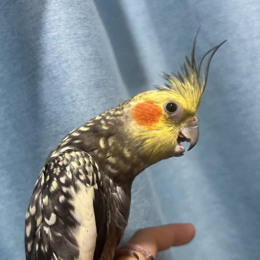 大美|显雷线下推广达人