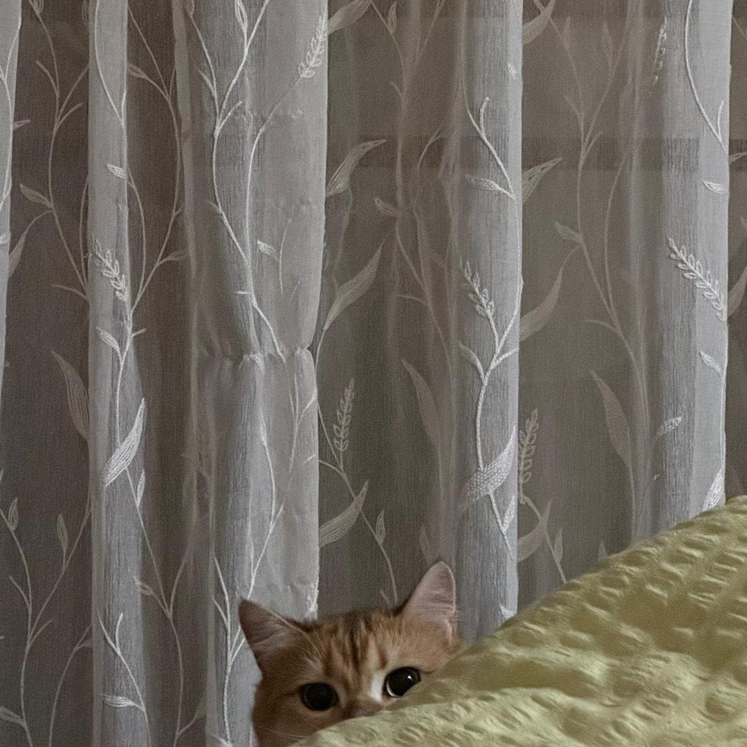 九个扣子