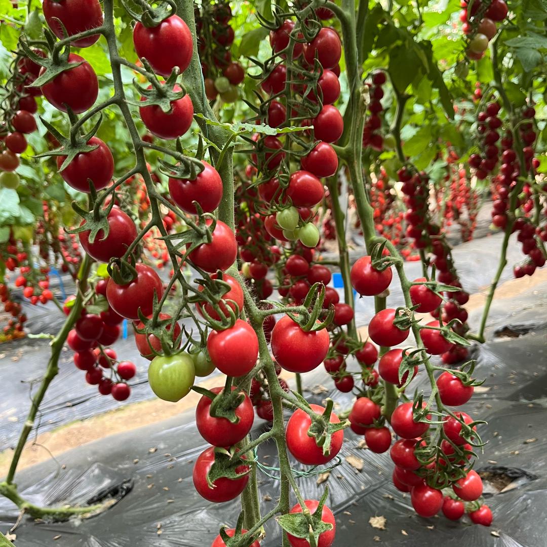 菜都万盛张