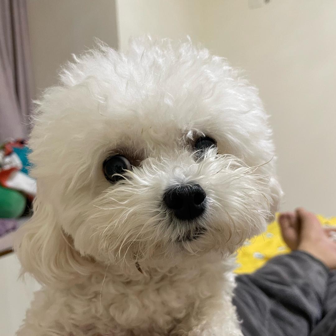 球球草莓小葡萄