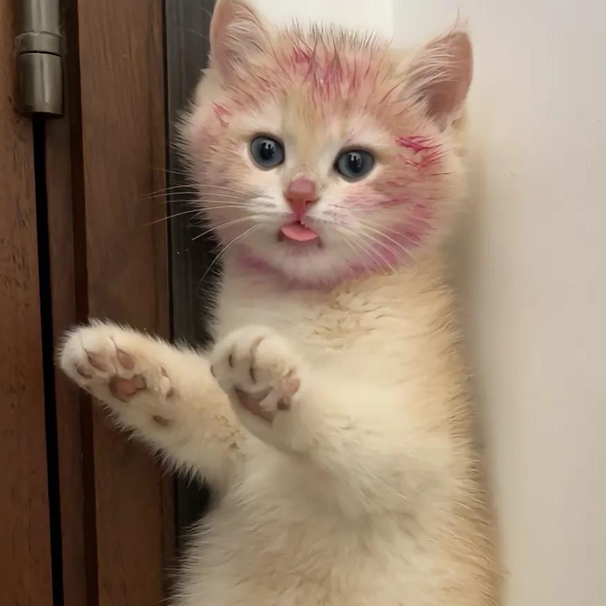 猫爵大人