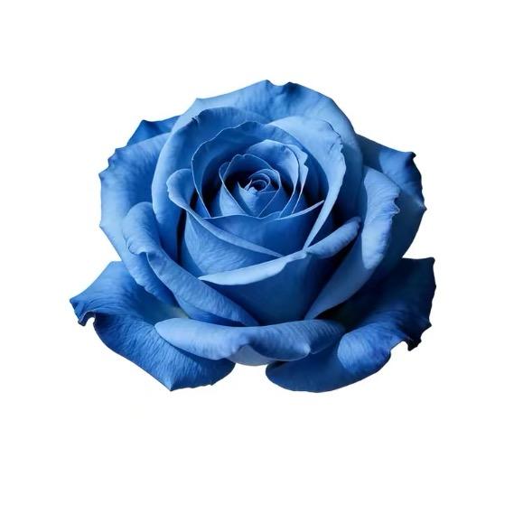 v.v