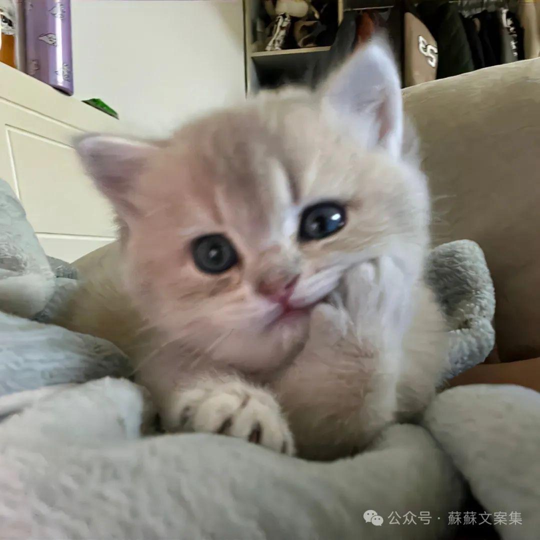 脆脆冰.