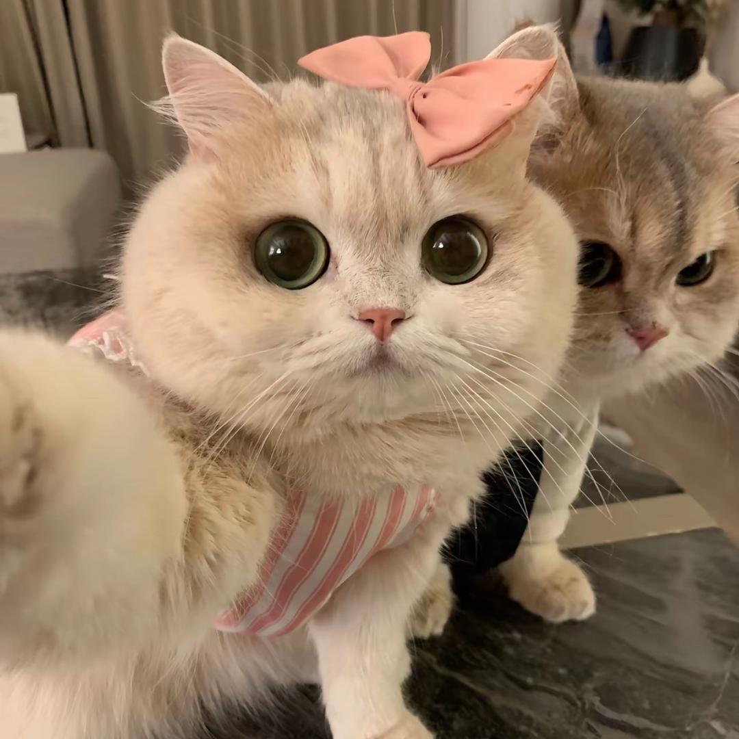 磊子哥猫舍（小号）