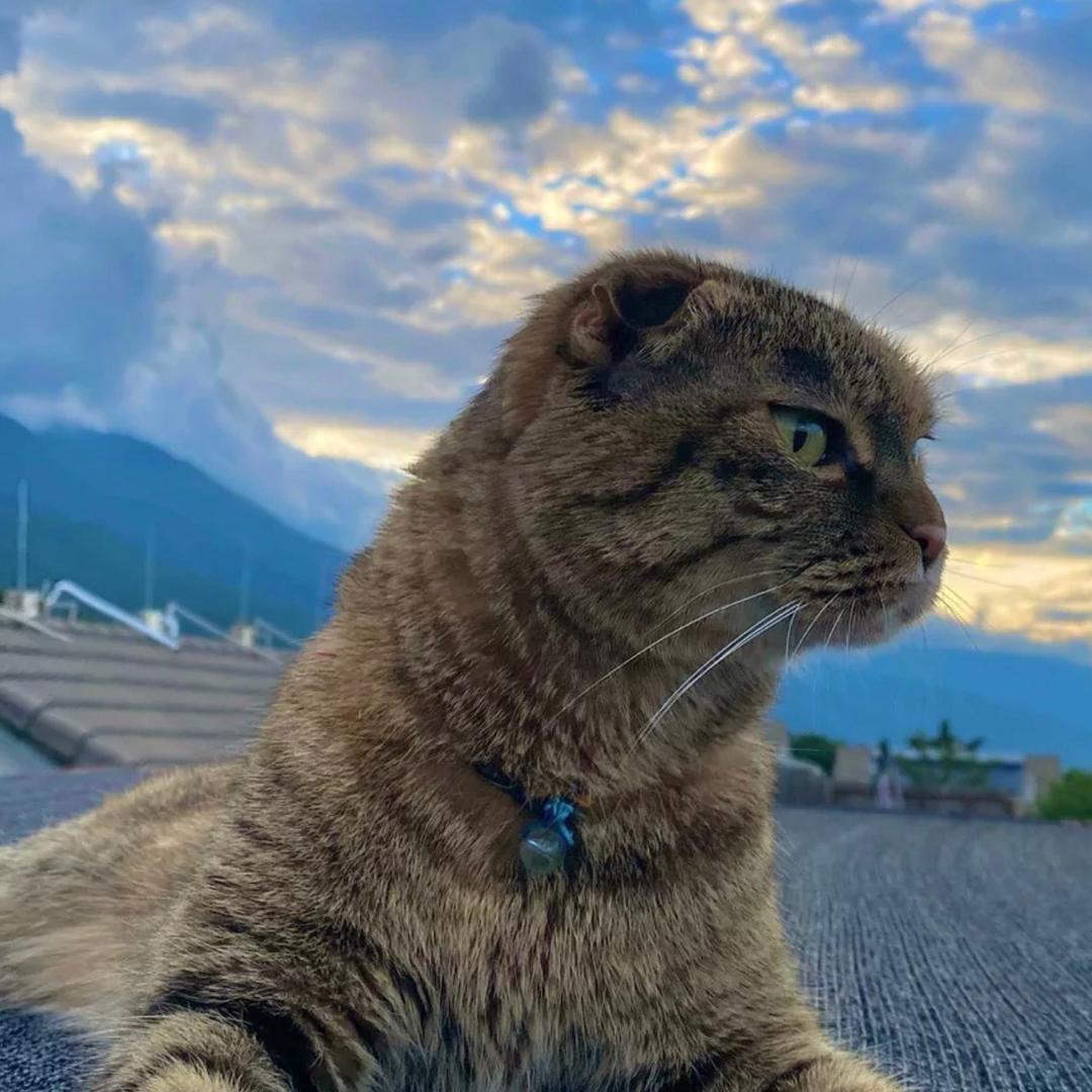 少吃一口不会死。