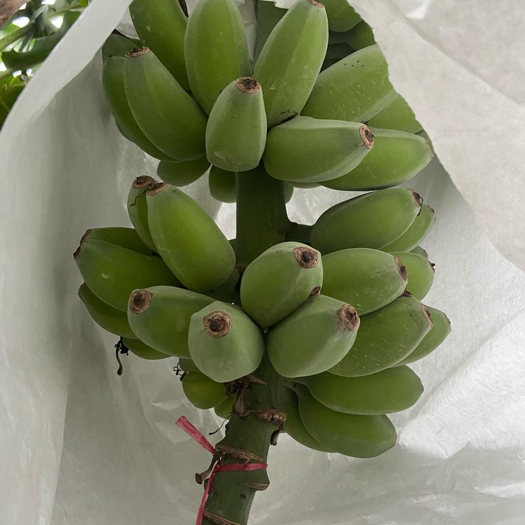 美丽的乡村生活