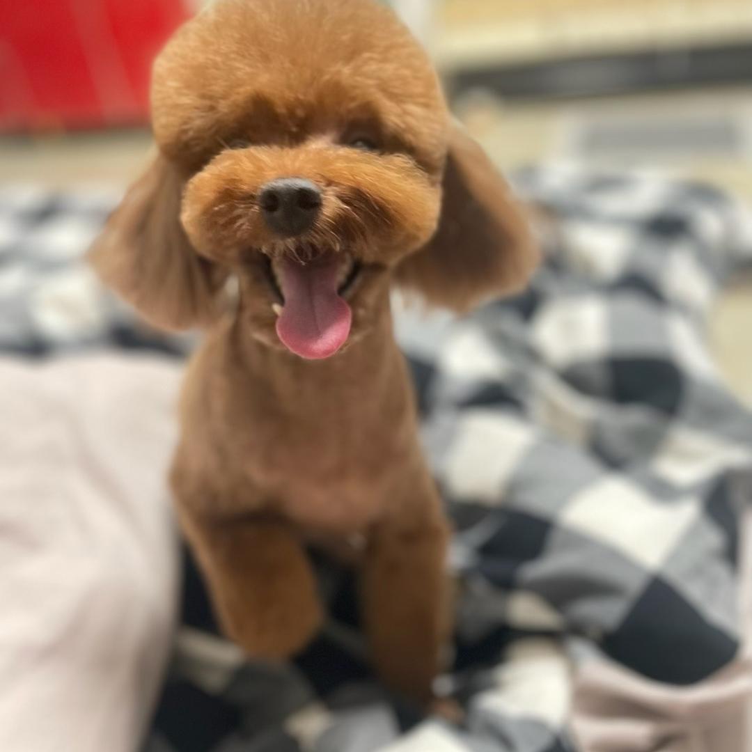 卿卿
