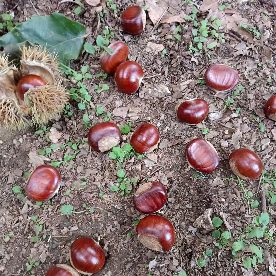 遵化燕山金玉板栗批发🌰