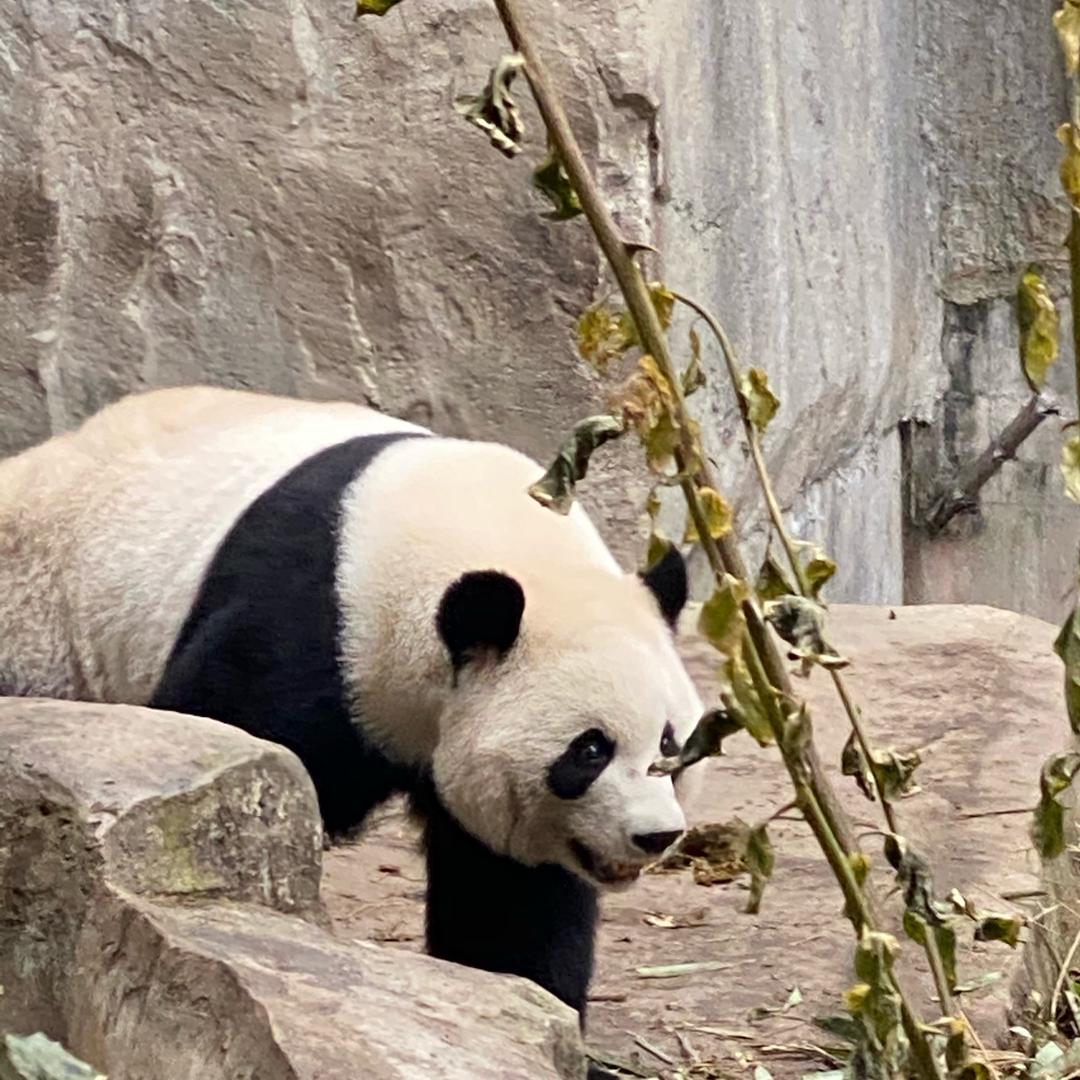 泽哥
