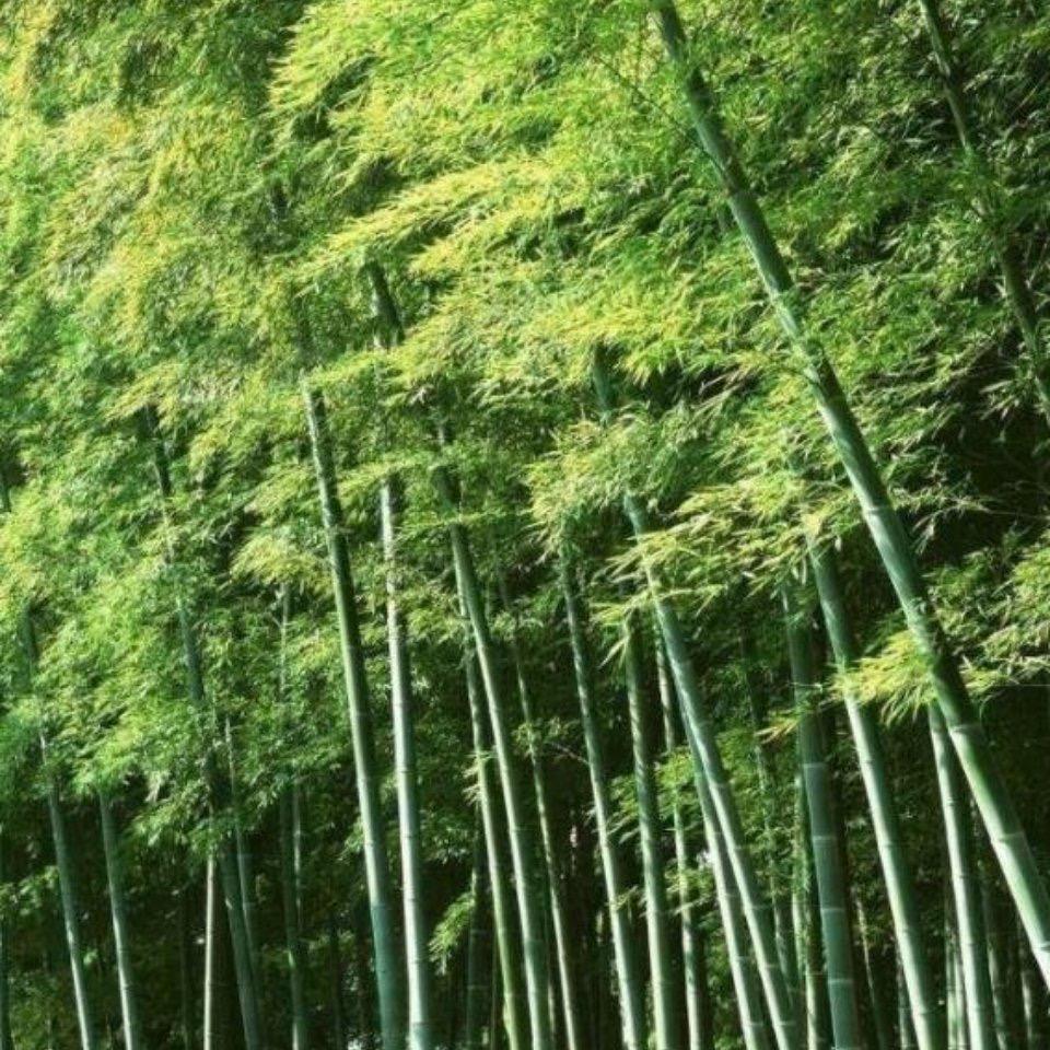 竹林清风