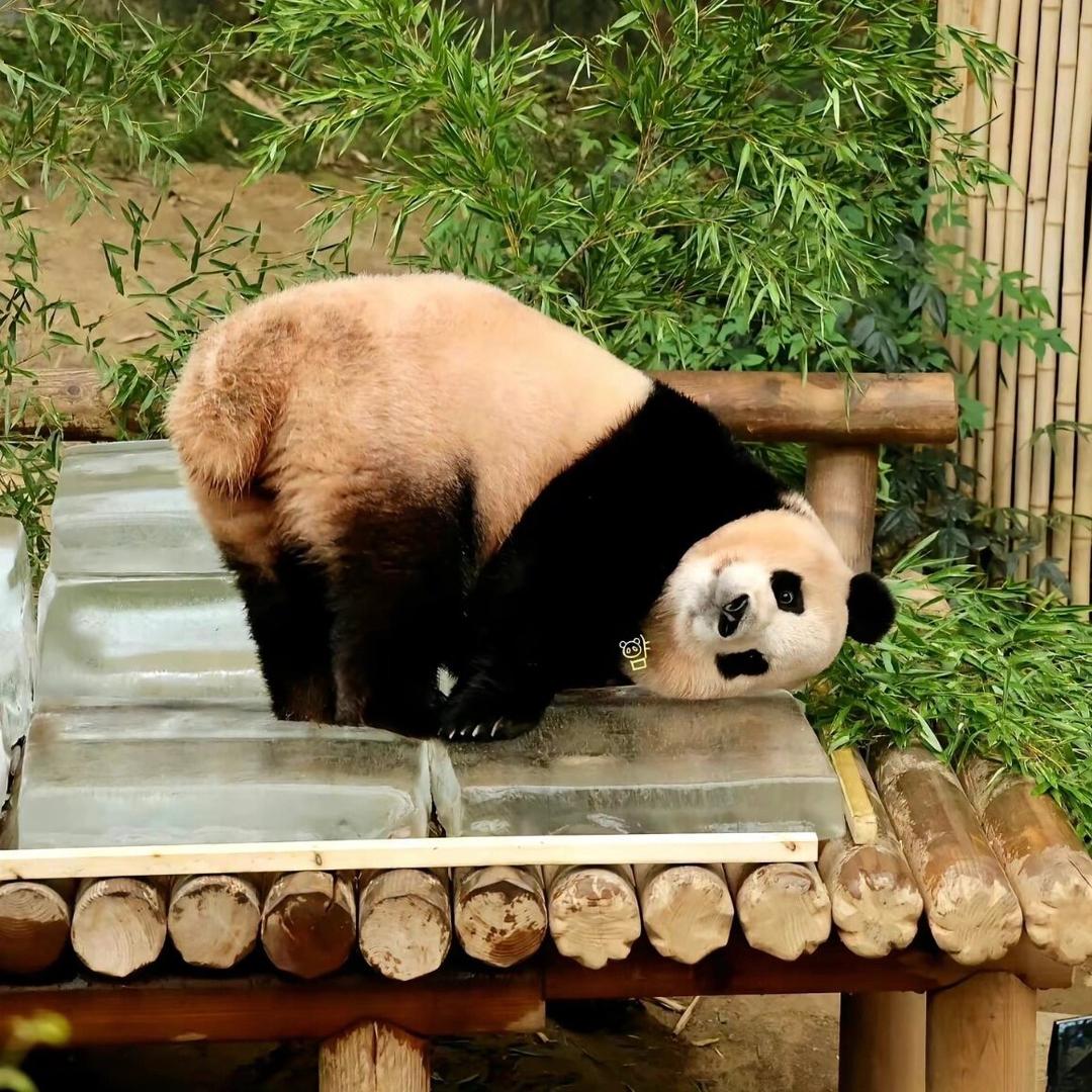 墩邦尼～噗宝