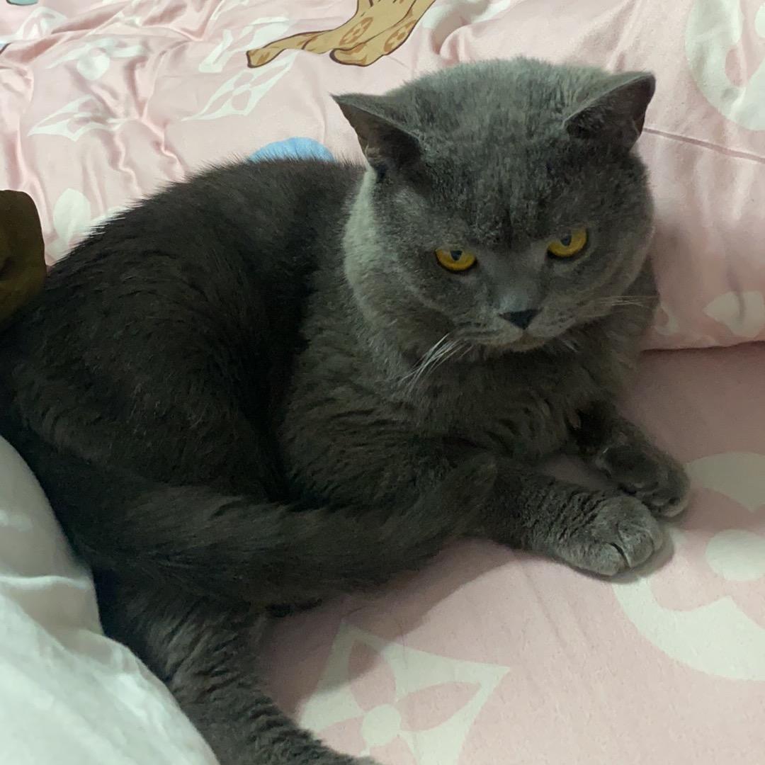 没事儿！是只猫