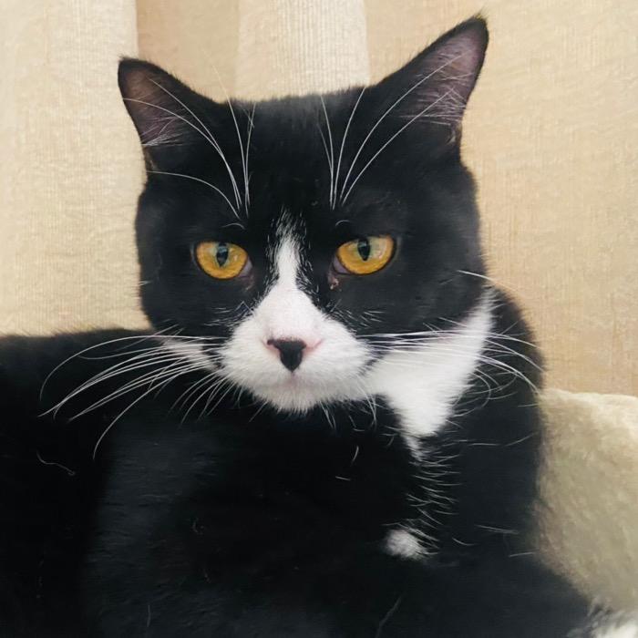 流浪猫小院