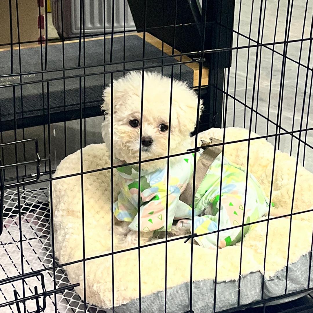 馒头🍼