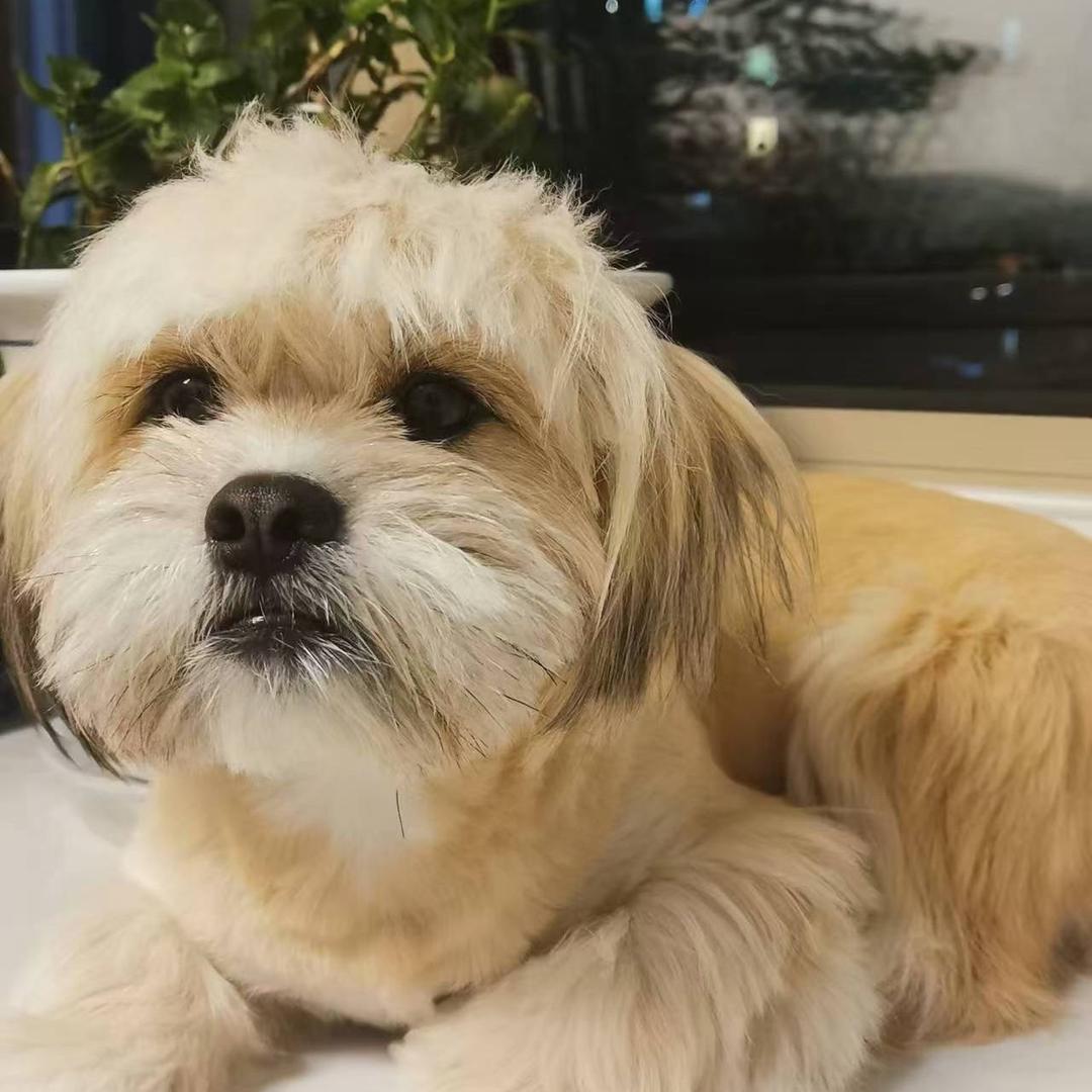 小鱼吃不饱