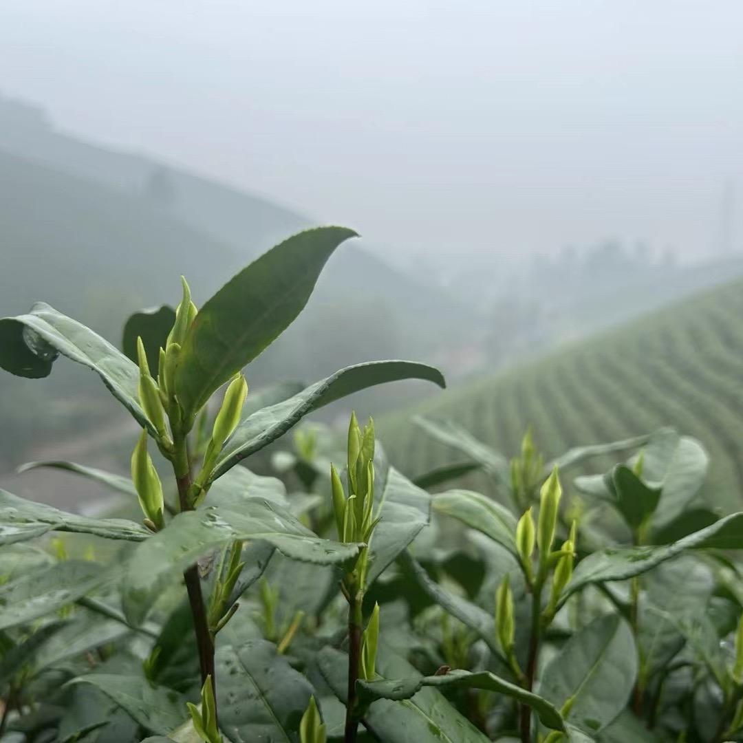 百味茶行官方号