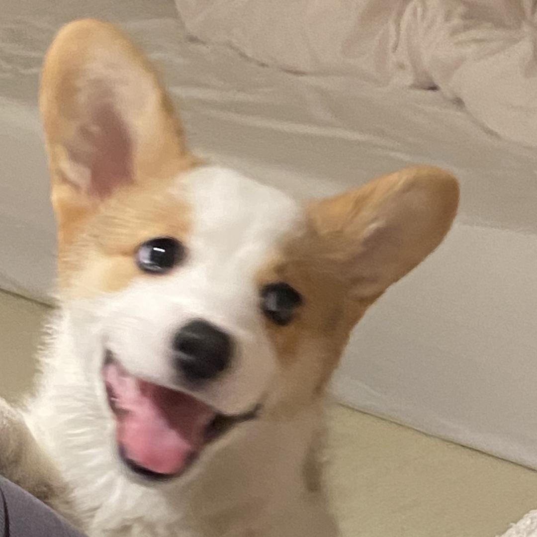 香菜是只猪
