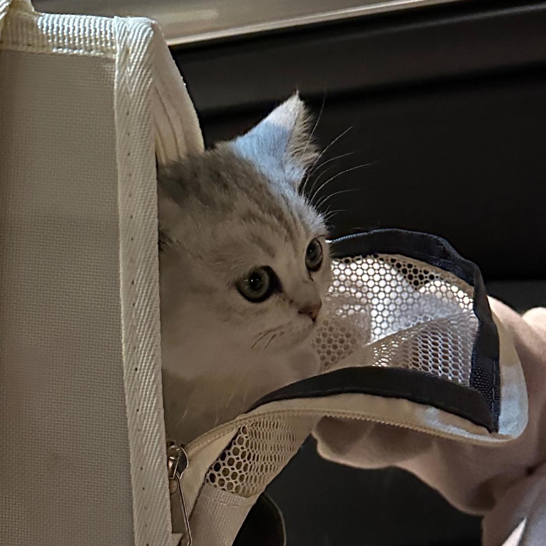 猫不吃鱼