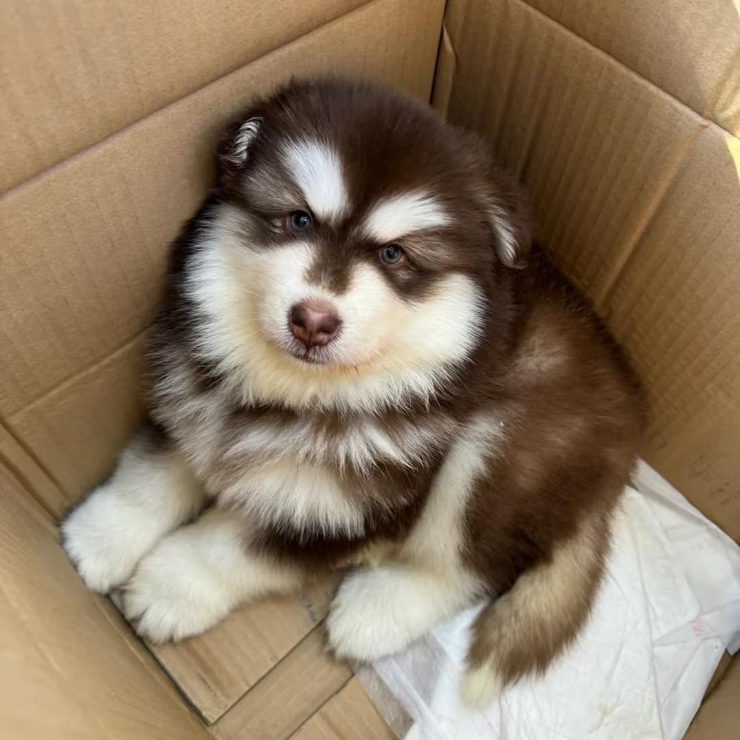 恋宠之家 直播号4