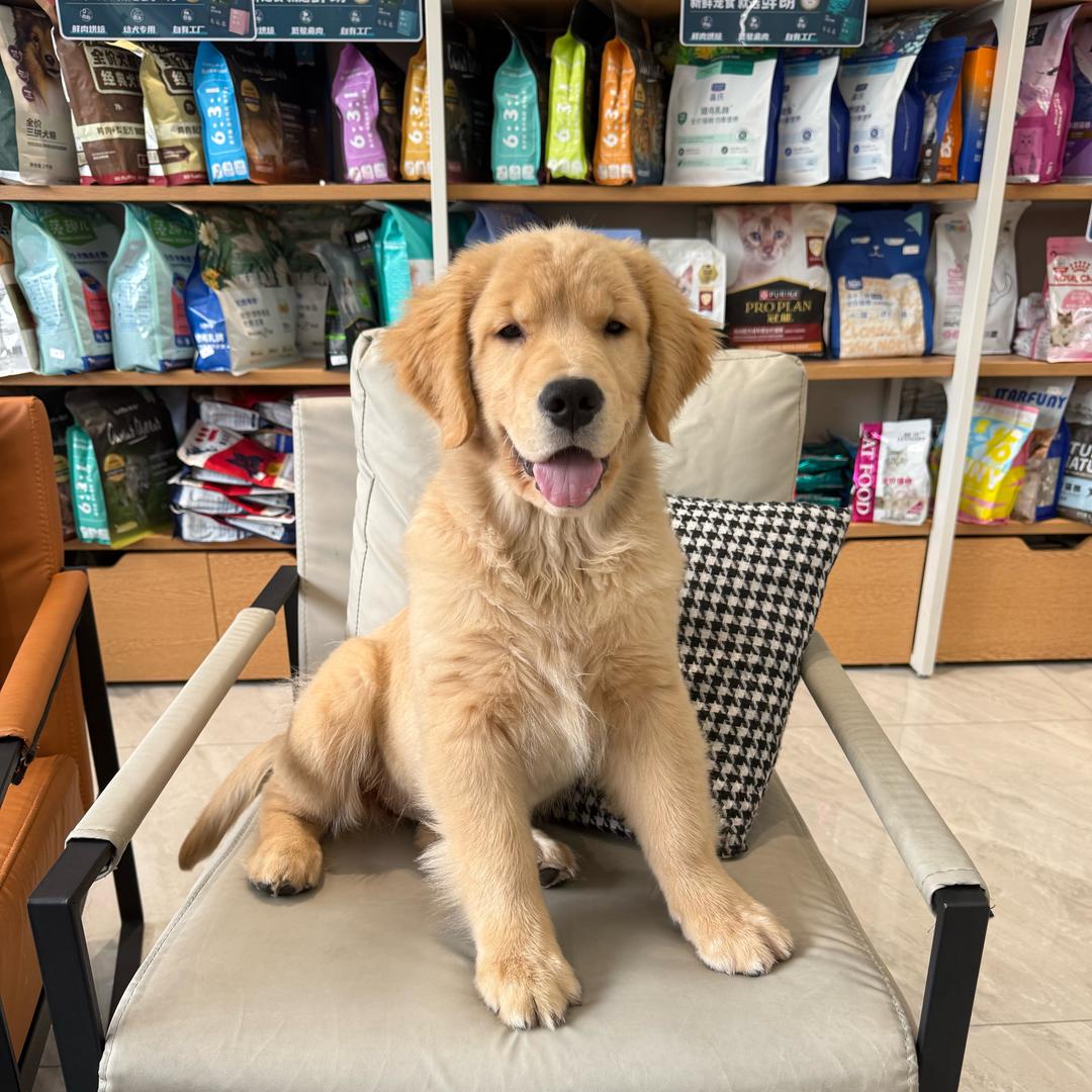 衢州梵森宠物
