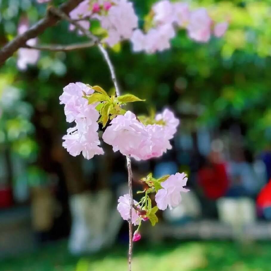 烟雨楼中.伊人、醉！