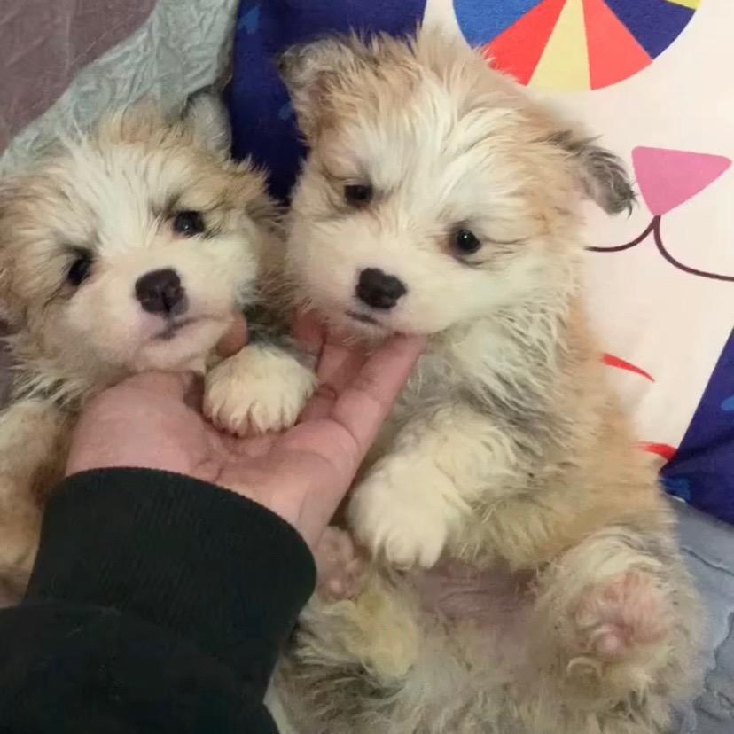 小万的柯基大队