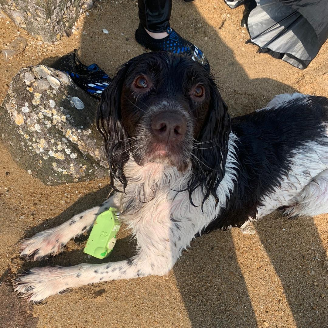 一只鹿的宠物（勇闯科一版）