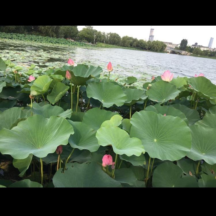 百合…