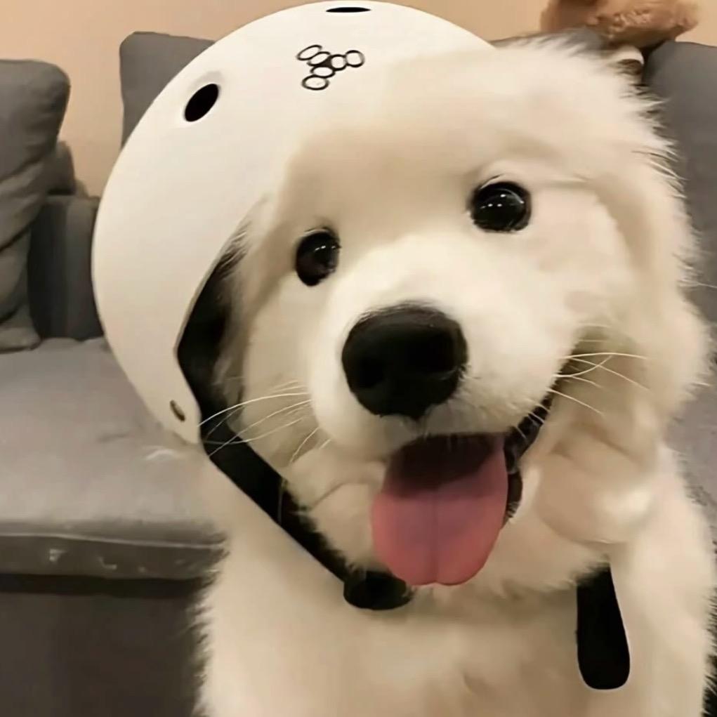 NiNi