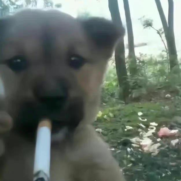 蛋黄酥