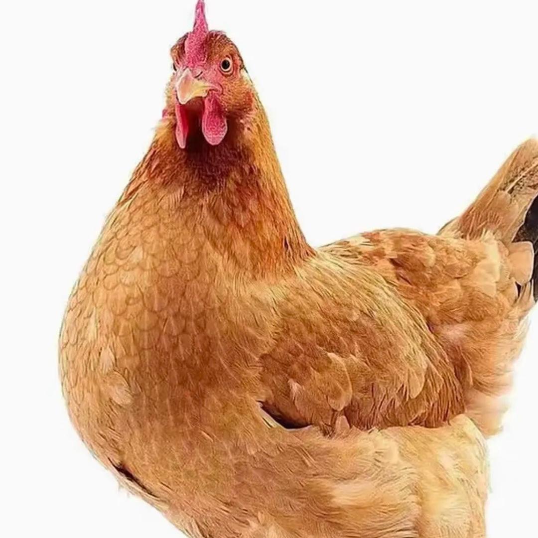 王小二椒麻鸡