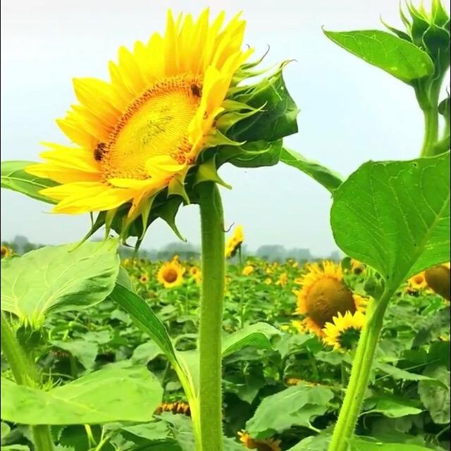 莲花香味