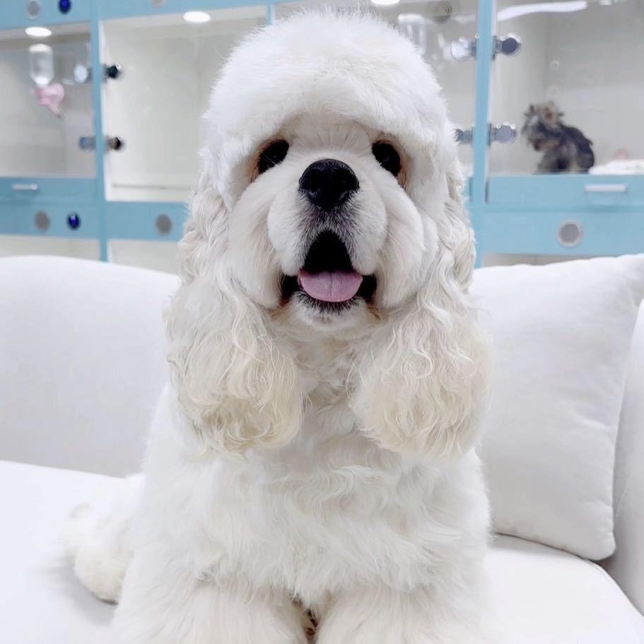 宋老板的圆梦犬舍