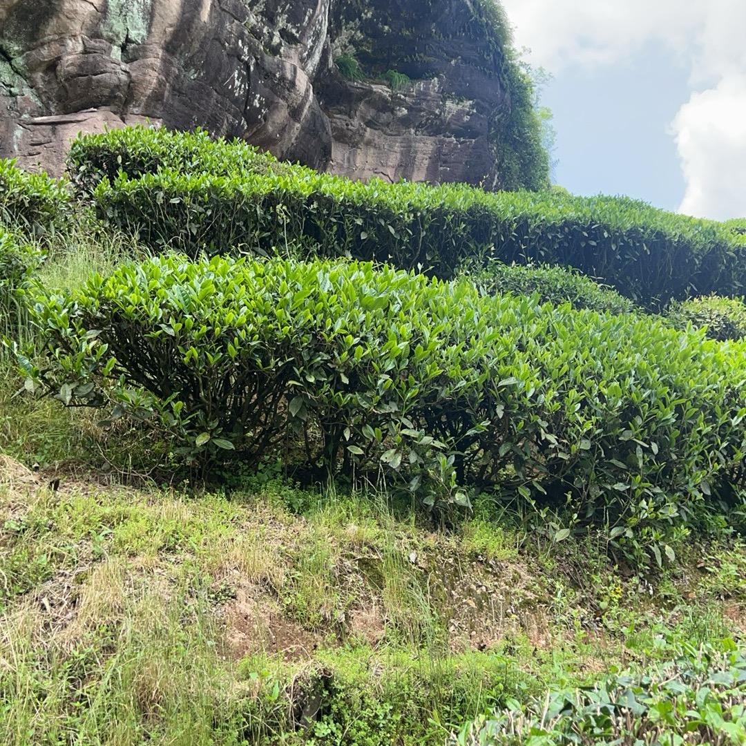 茶农、小海【只做自家高性价比正岩茶】