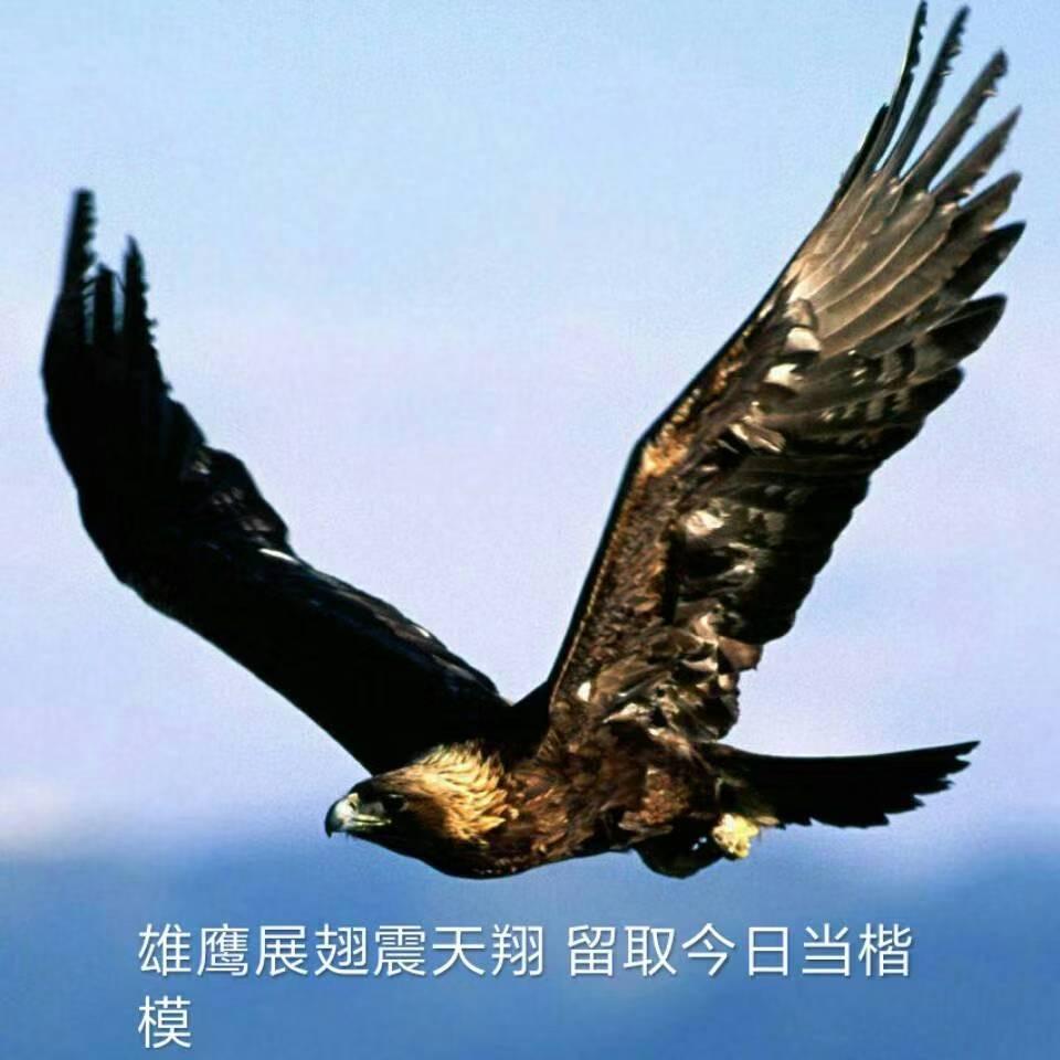 翱翔哥(思进)