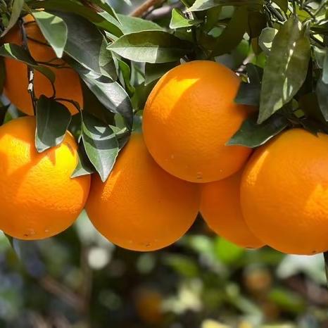 赣南脐橙生鲜优选