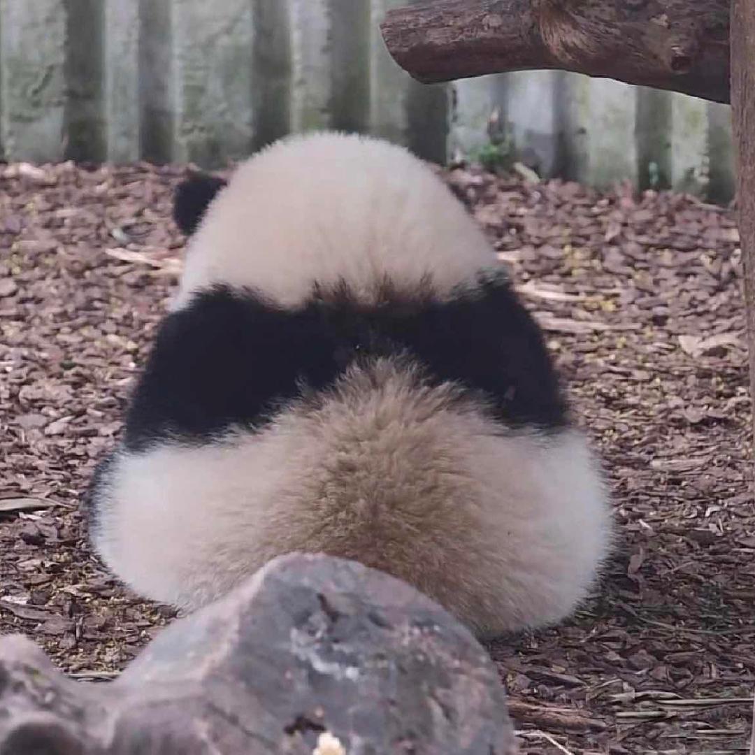 尐团子