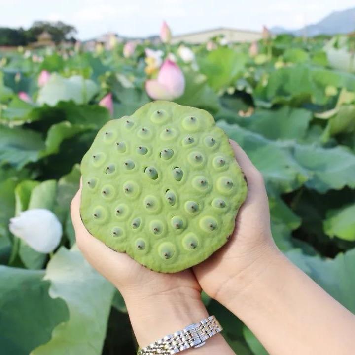 华帝～～彩