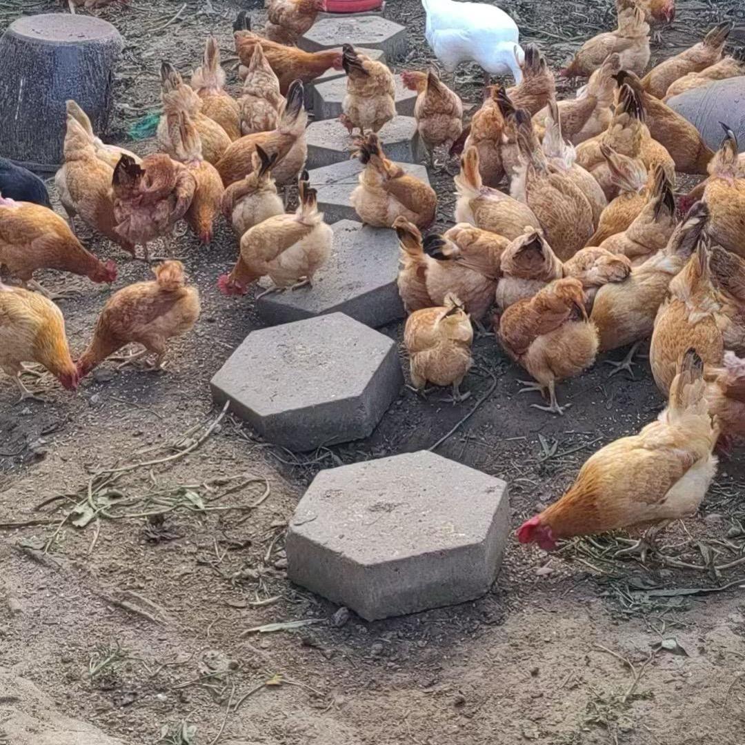 优滋优味生态散养土鸡蛋