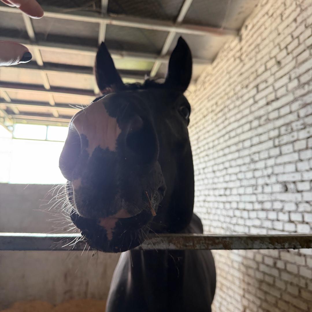 要星星不给月亮