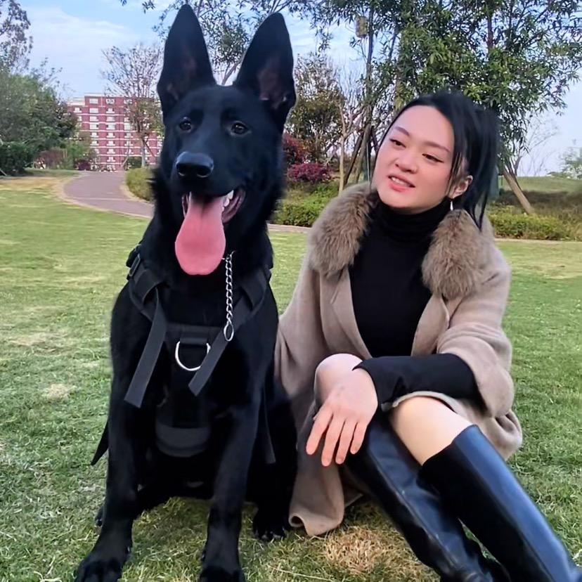 凌儿爱德牧