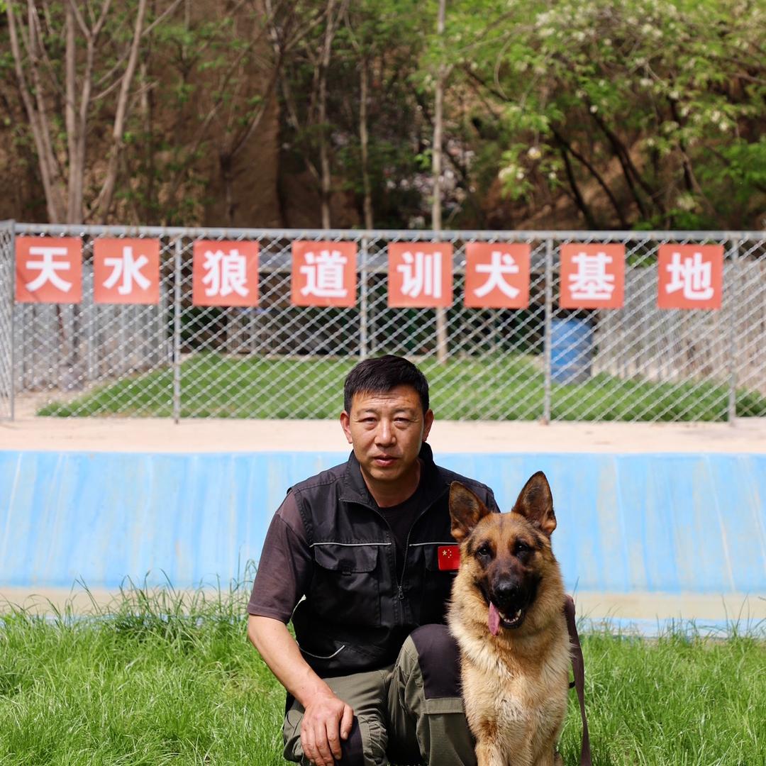 天水狼道训犬（接带训）