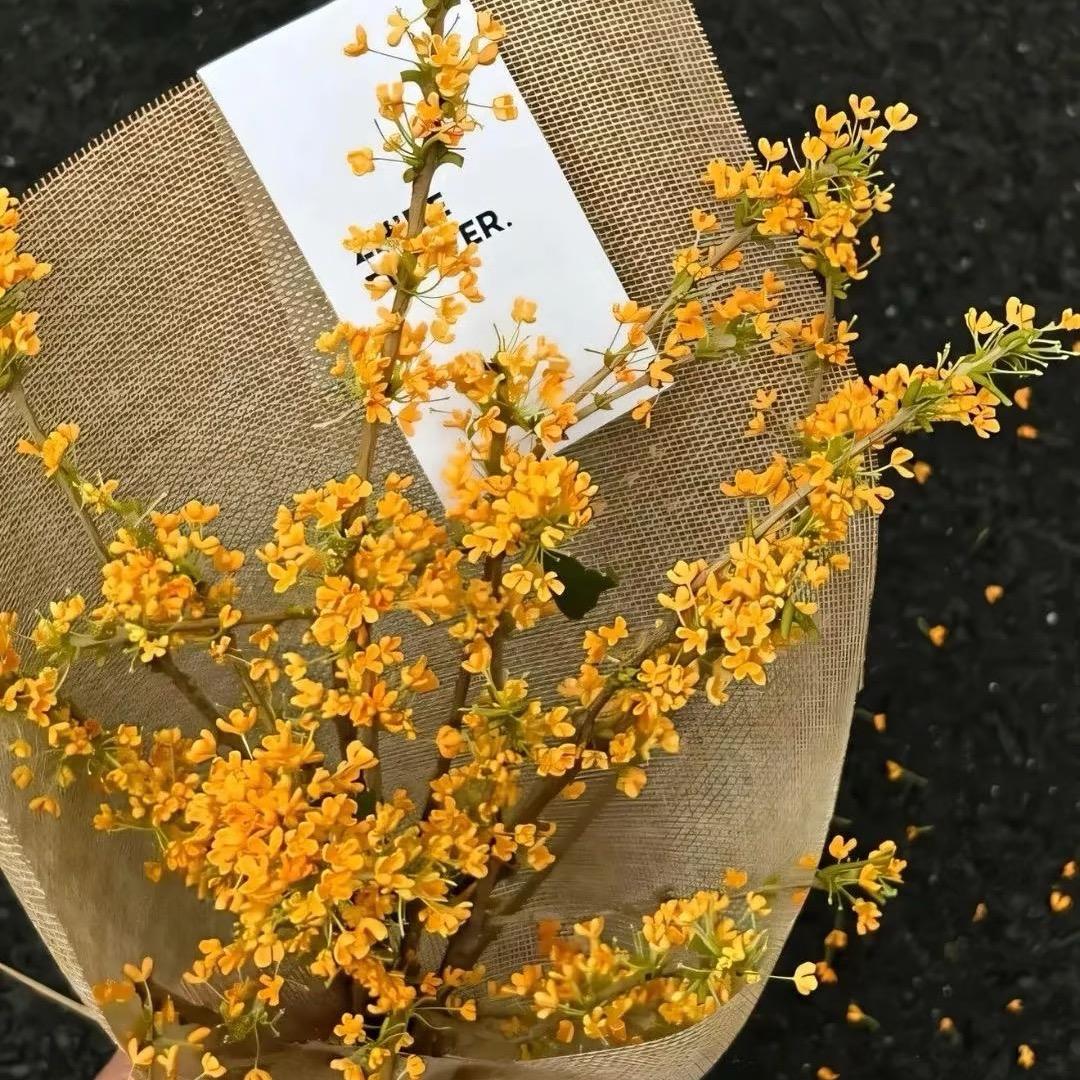 关你什么柿-🍅