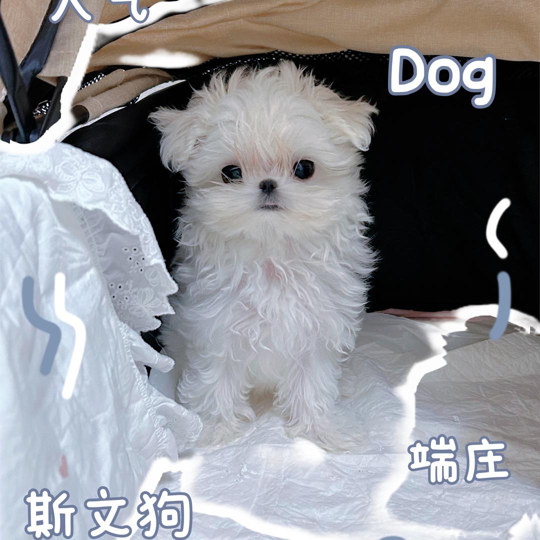 马尔济斯